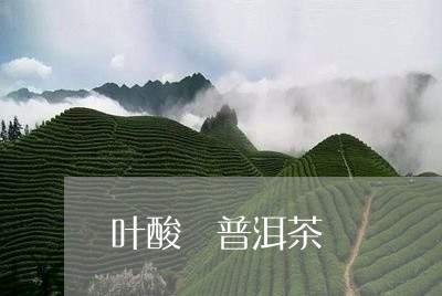 叶酸 普洱茶/2023042848260